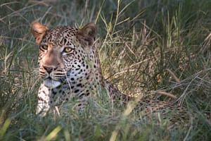 Botswana Moremi leopard